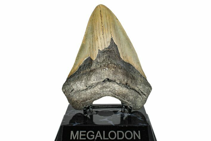 Serrated, Fossil Megalodon Tooth - North Carolina #274776